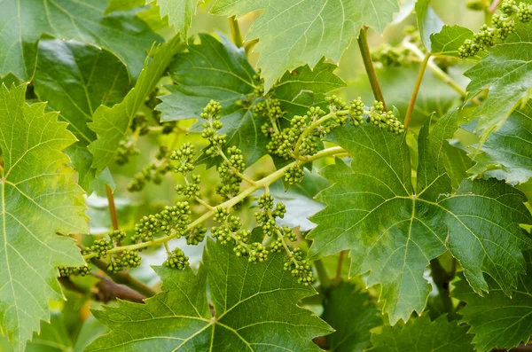 Genç üzüm kümeleri