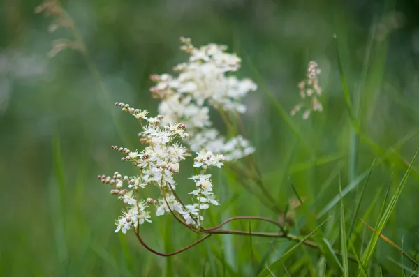 beyaz kır çiçekleri