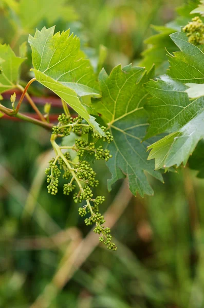 Jeunes grappes de raisins — Photo