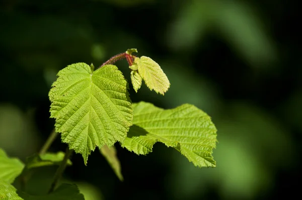 Green hazel leaves — Stock Photo, Image