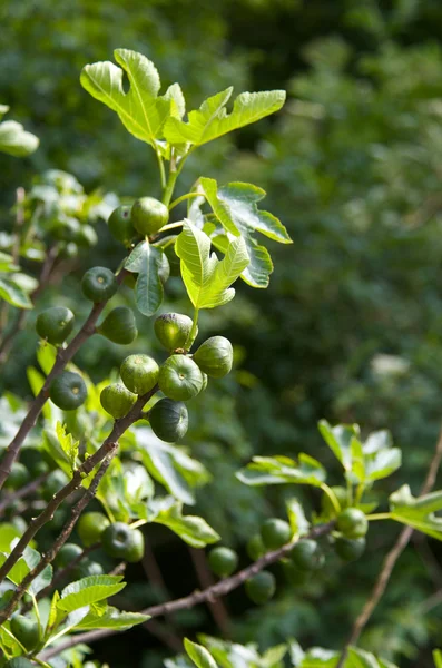 Green figs — Stock Photo, Image