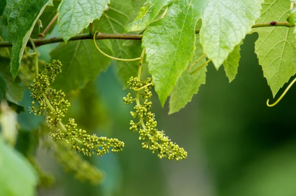 Genç üzüm kümeleri