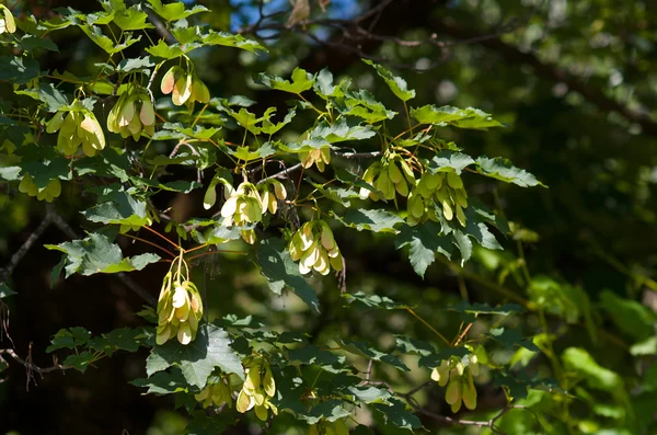 kanatlı akçaağaç tohumu