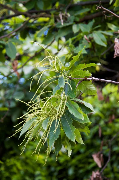 Inflorescencia y hojas verdes de castaño —  Fotos de Stock