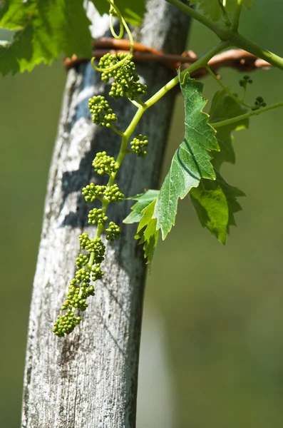 Genç üzüm kümeleri