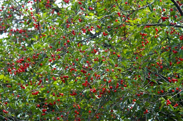 Cherry tree — Stock Photo, Image