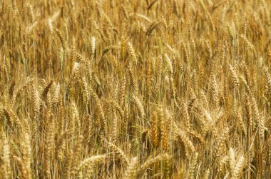 altın buğday