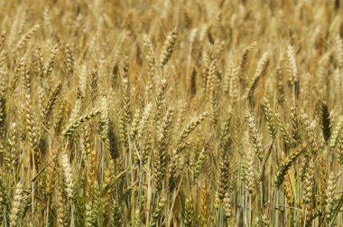 altın buğday