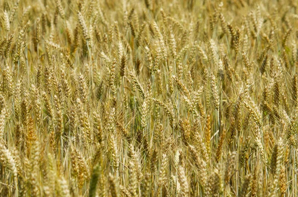 Golden wheat — Stock Photo, Image