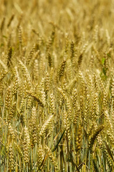 Golden wheat — Stock Photo, Image