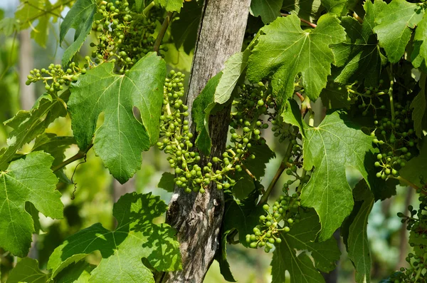 Young grape clusters — Stock Photo, Image