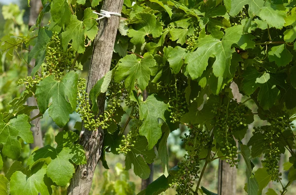 Clústeres de uva jóvenes — Foto de Stock
