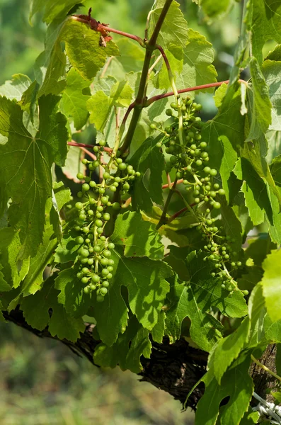 Young grape clusters — Stock Photo, Image