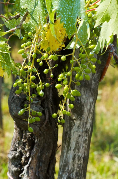 Clústeres de uva jóvenes — Foto de Stock