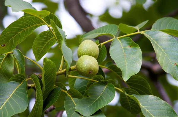 Green walnuts — Stock Photo, Image