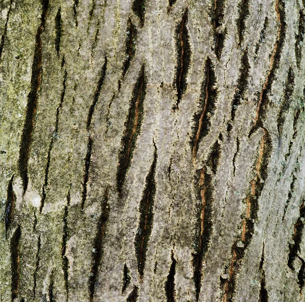 Bark of walnut tree