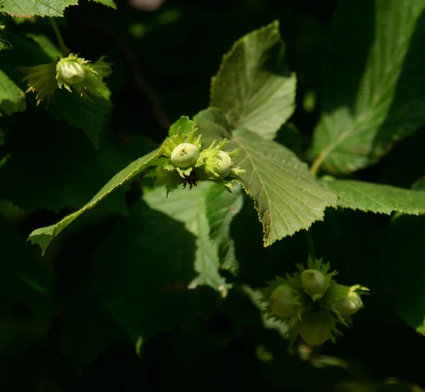 Green hazelnuts — Stock Photo, Image