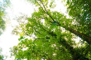 Yeşil ormandaki ağaçlar