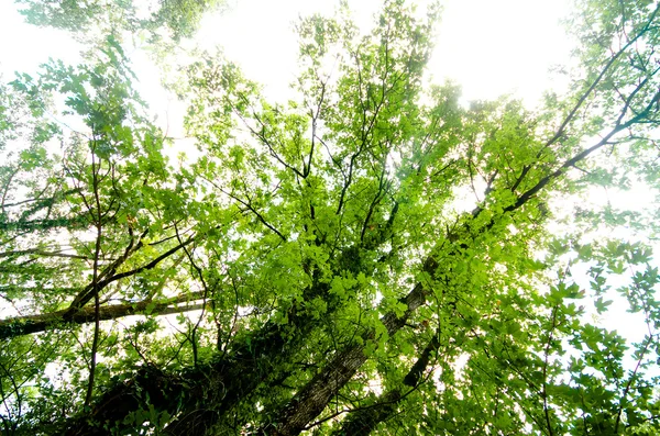 Деревья в зеленом лесу — стоковое фото