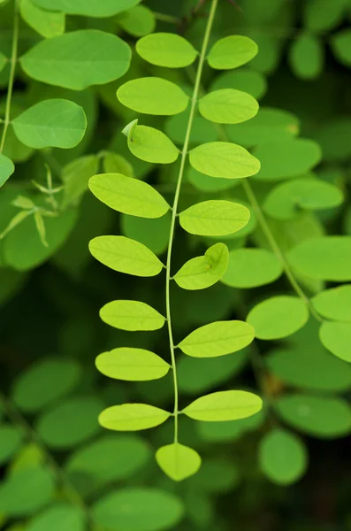 Yeşil yaprak keçiboynuzu ağacının ayrıntı