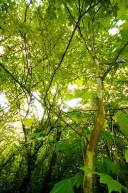 Yeşil ormandaki ağaçlar