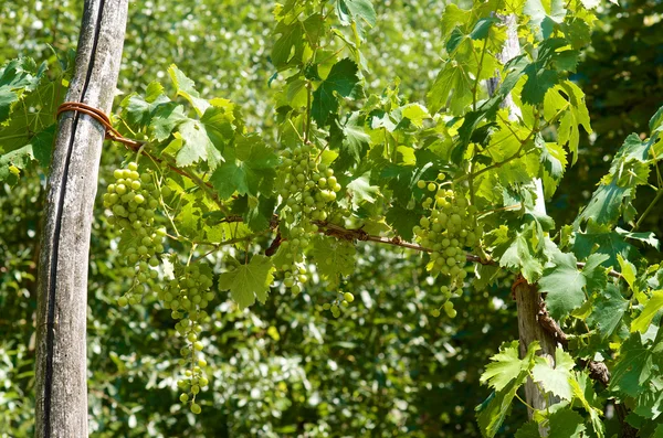 Genç üzüm kümeleri