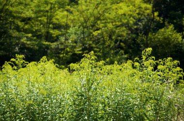 Yeşil vahşi bitkiler