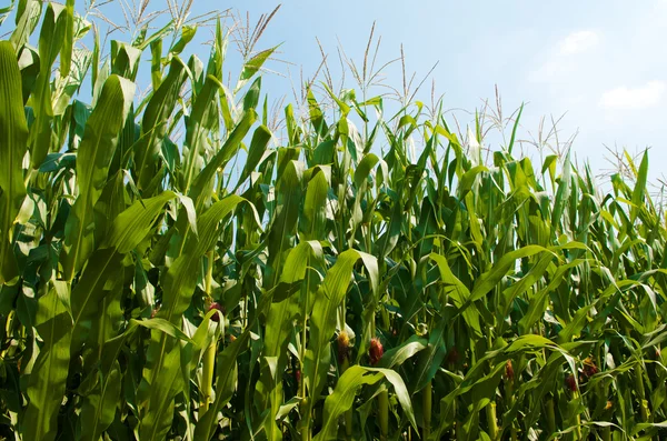 Groene maïsvelden Stockafbeelding