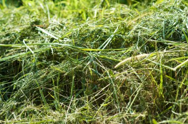 Taze kesilmiş çimen alana kurutma