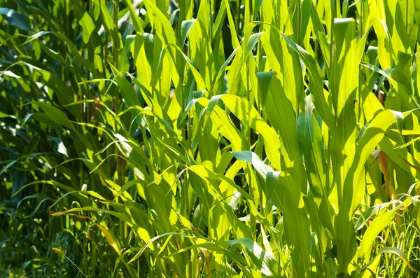 Yeşil mısır tarlası