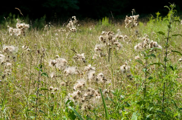 Yabani bitki ve yeşil çimen