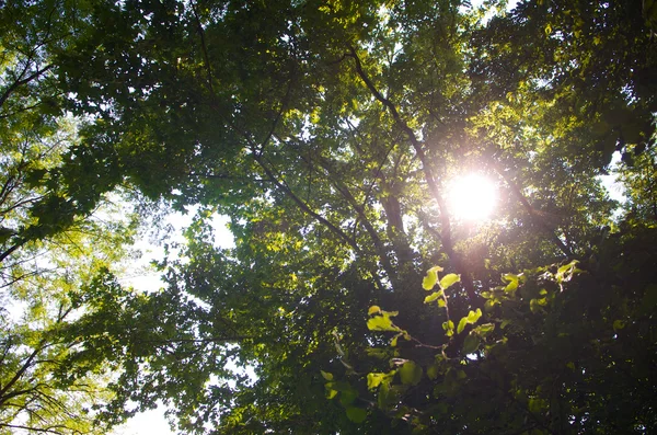 Orman güneş ışığı