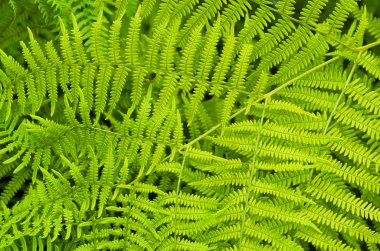 eğreltiotu yaprakları