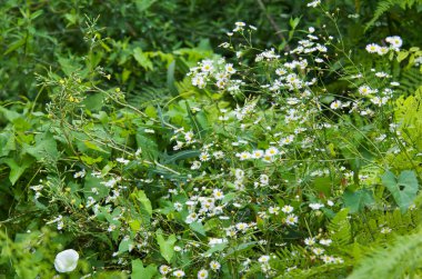 kır çiçekleri ve çim