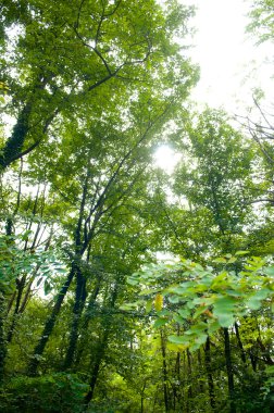 Yeşil ormandaki ağaçlar