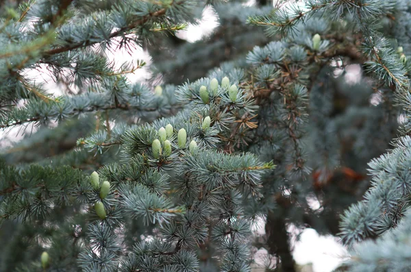 iğne yapraklı ağaç