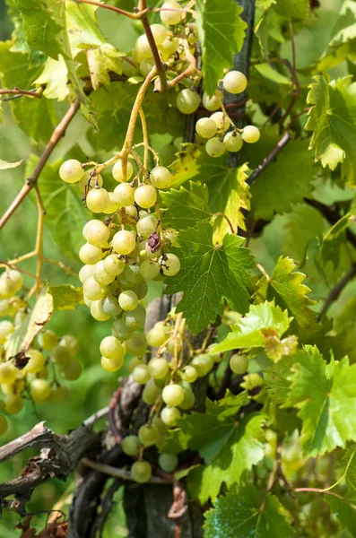 Grape clusters — Stock Photo, Image