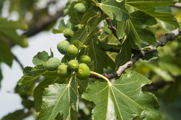 Green figs — Stock Photo, Image