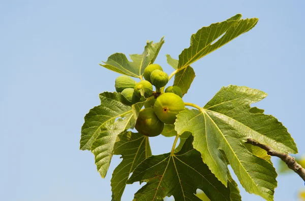 Green figs — Stock Photo, Image