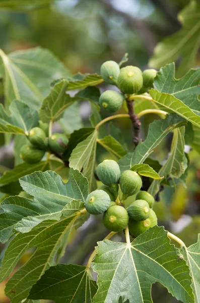 Green figs — Stock Photo, Image