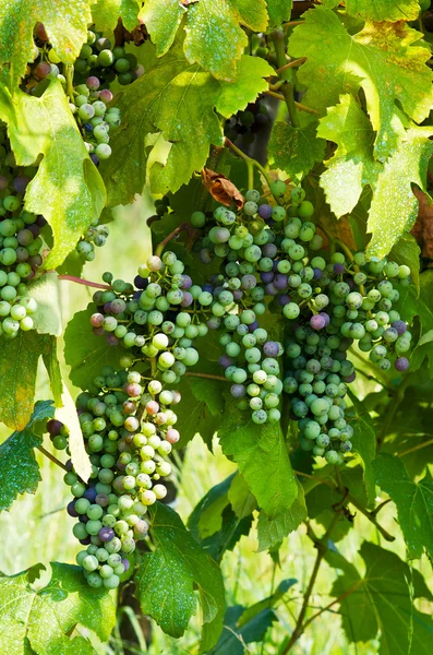 Grape clusters — Stock Photo, Image