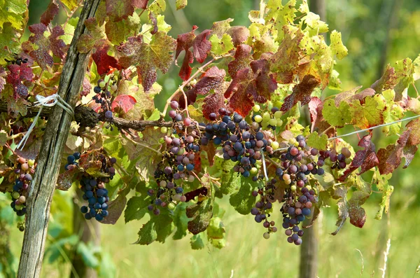 Grape clusters — Stock Photo, Image