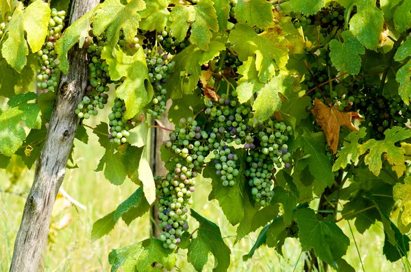 Grape clusters — Stock Photo, Image