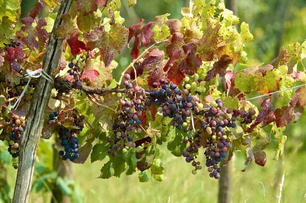 Grappes de raisins Photo De Stock