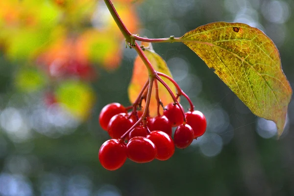 Bacche rosse