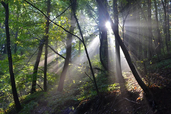 Raggi di sole nel bosco — Stockfoto