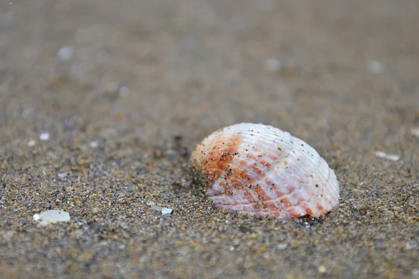 Conchiglia nella sabbia