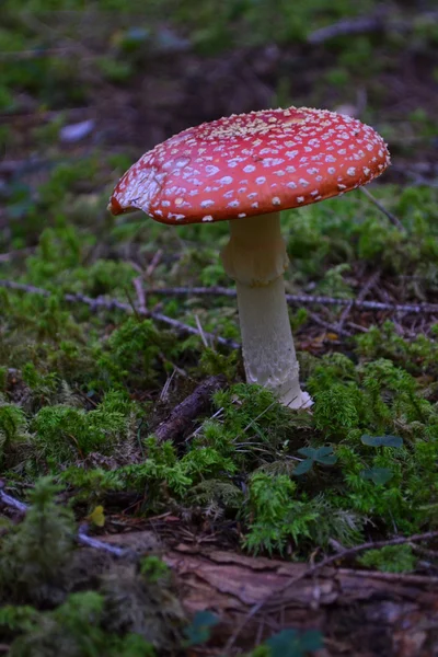 Amanite