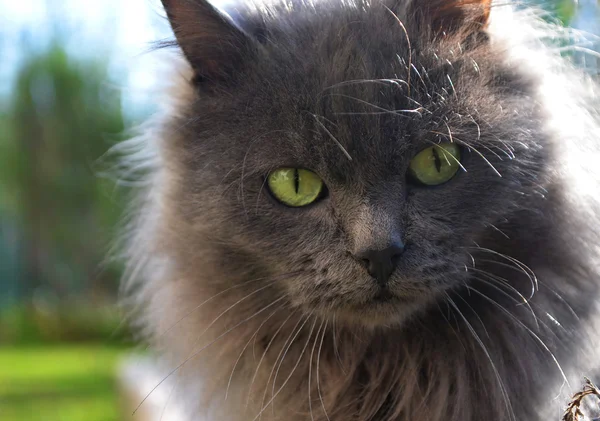 Gri kedi