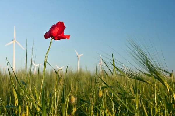 Flor de amapola roja en el campo de cultivo con turbinas eólicas — Foto de Stock